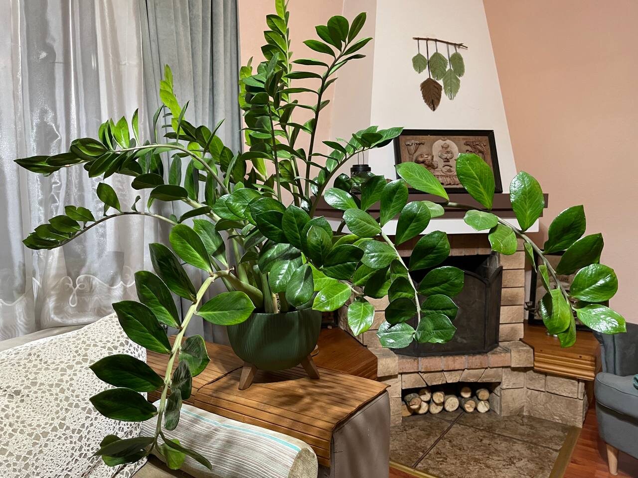 Замиокулькас в квартире