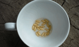 Замоченные семена огурцов