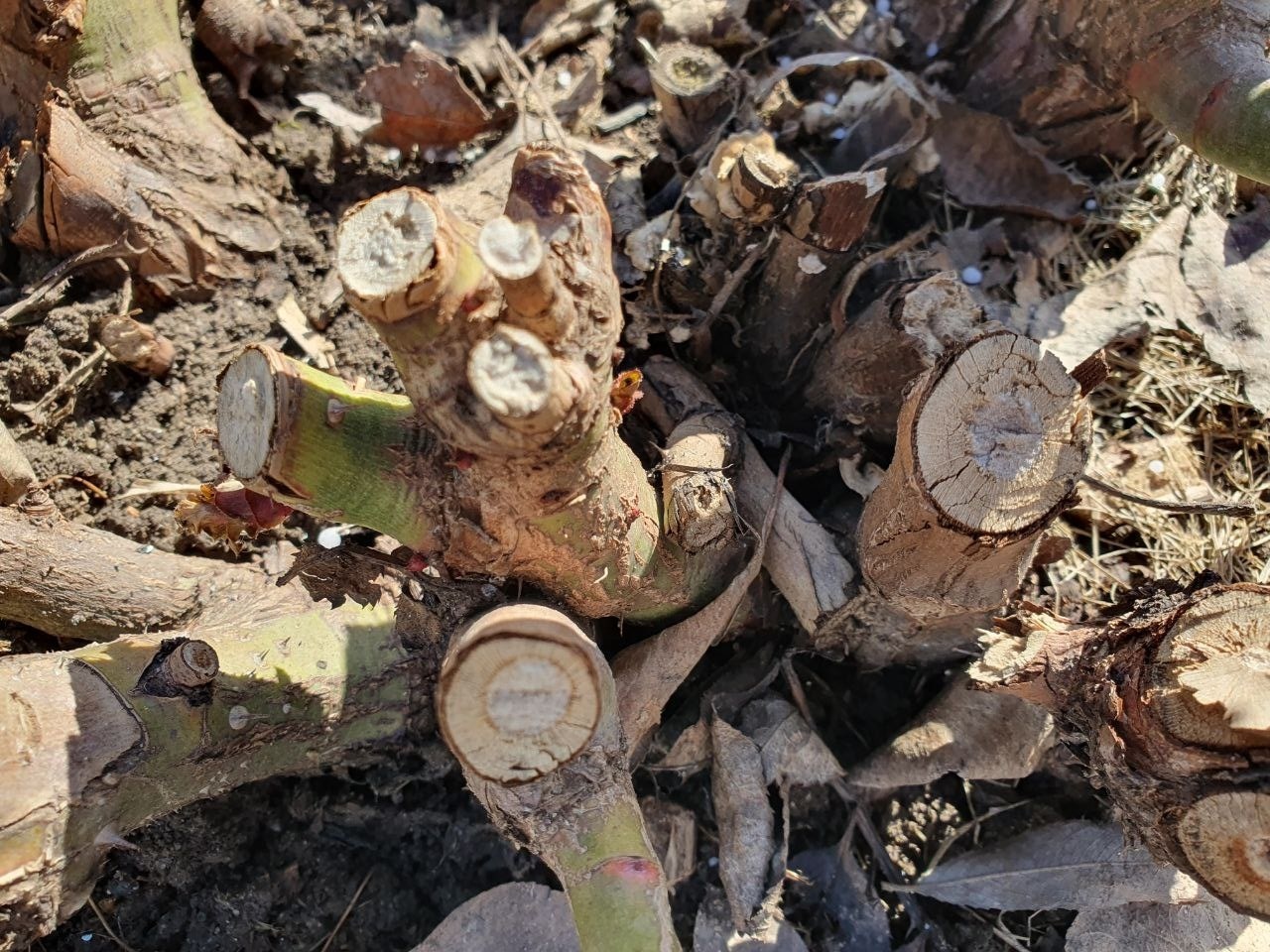 Срезать розы нужно до здоровой ткани