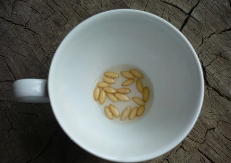 Замоченные семена огурцов