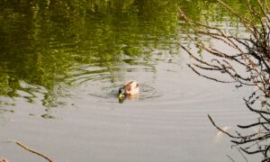 утка на весеннем водоёме