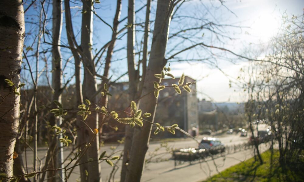 солнце и почки на деревьях