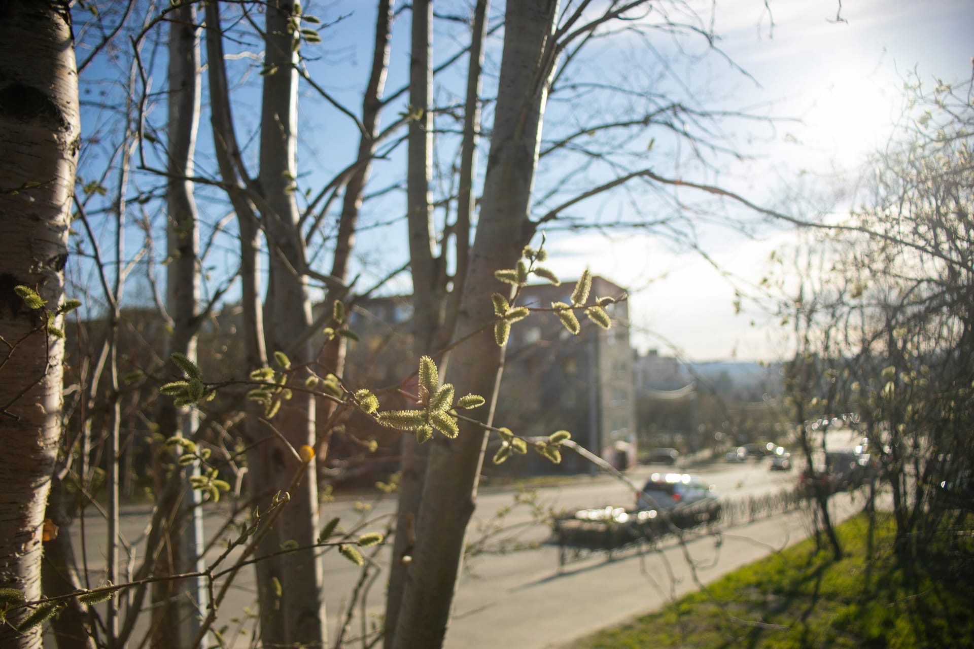 солнце и весна