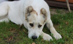 Собака лежит на траве