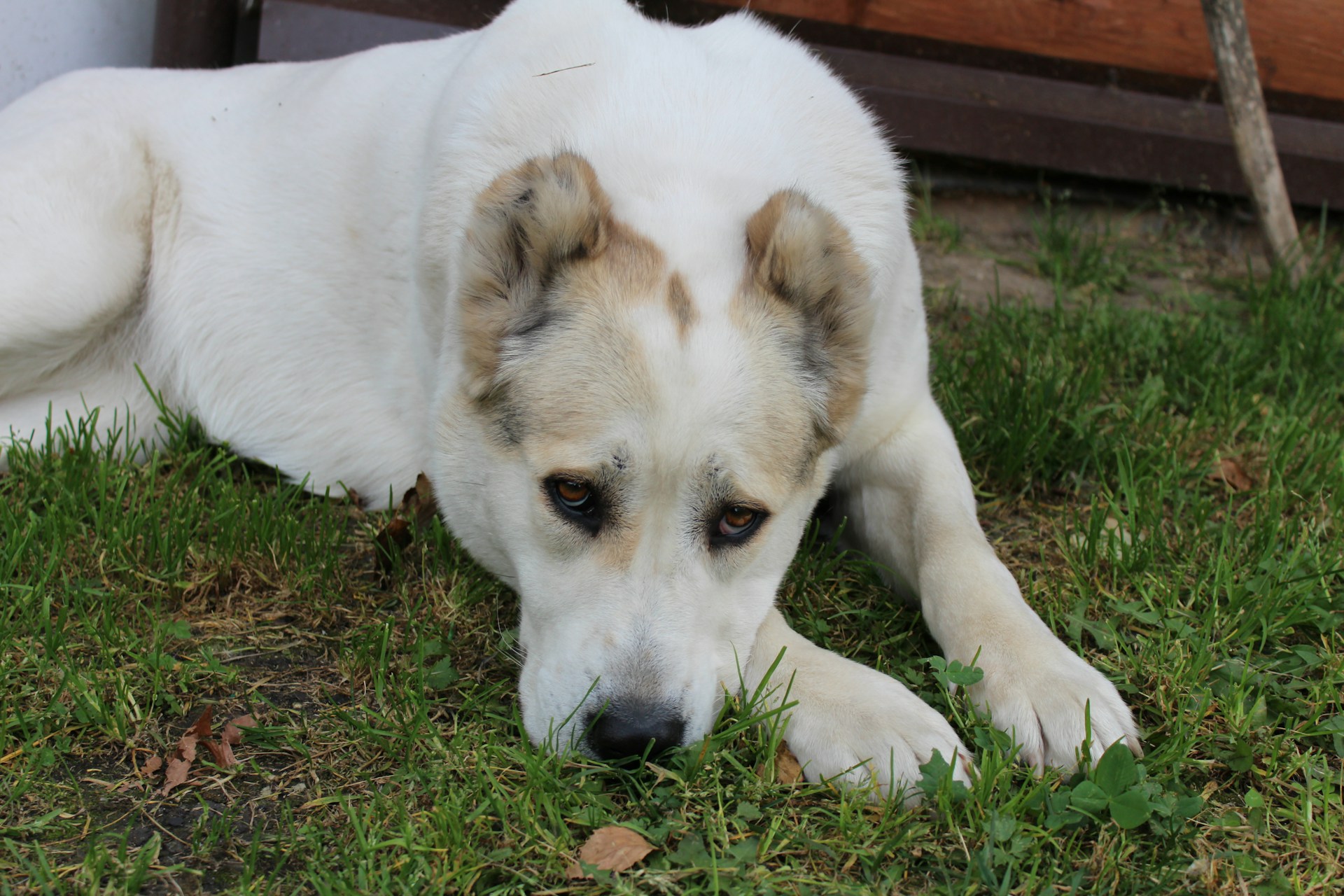 Собака лежит на траве