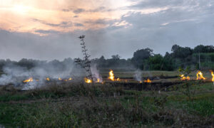 Огонь в поле