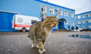 Кошка идет по дороге