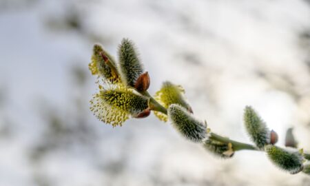 Теплые лучи разбудили вербу, и она покрылась серебристыми цветами вдоль рек и полей.