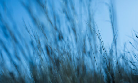 Травинки на ветру