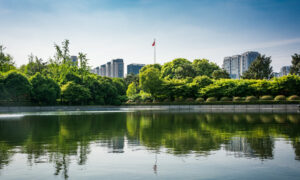 Зеленые деревья