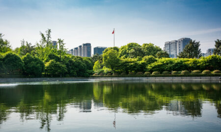 Зеленые деревья