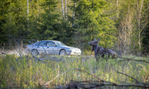 Лось на дороге