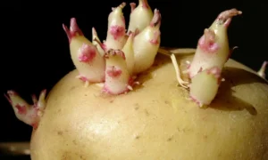 Картофельные ростки