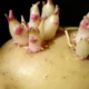 Картофельные ростки