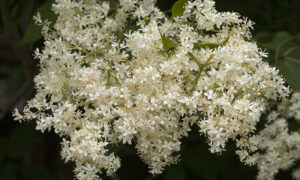 сирень амурская