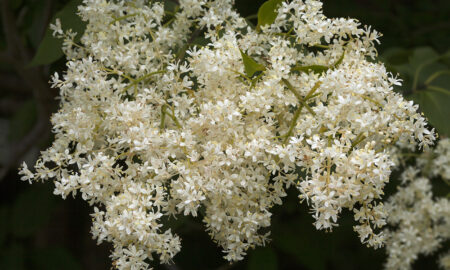 сирень амурская