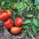 помидоры