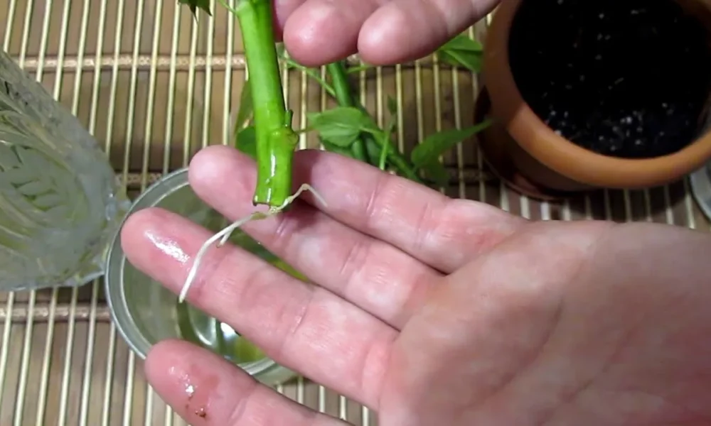 черенкование