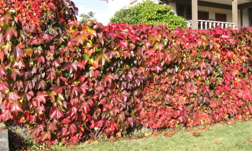 дикий виноград