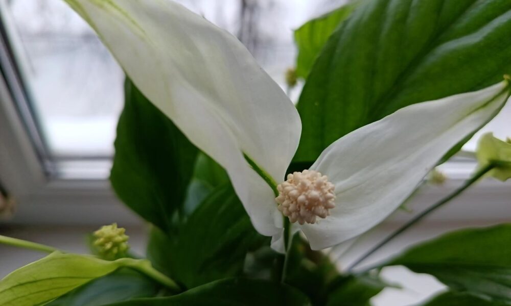 спатифиллум