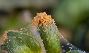 Паутинный клещ