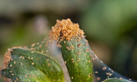 Паутинный клещ