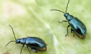 Крестоцветная блошка