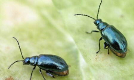 Крестоцветная блошка