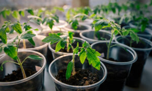 рассада томатов