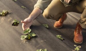 японская грядка