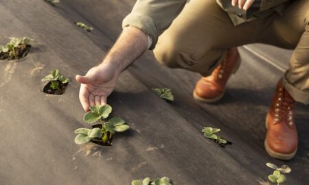 японская грядка