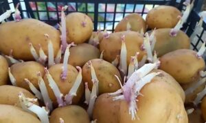 Картошка с отростками