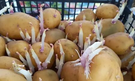 Картошка с отростками