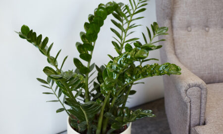 замиокулькас