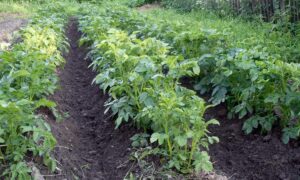 клубни картофеля