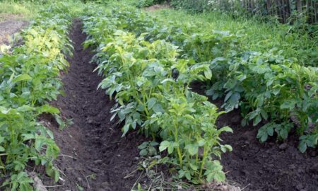 клубни картофеля