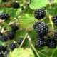 ежевика