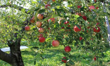 яблоня
