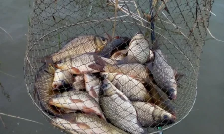 Улов карасей