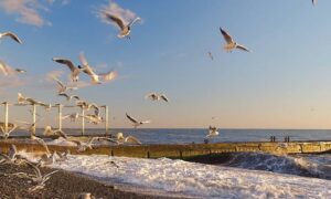 Сочи весной