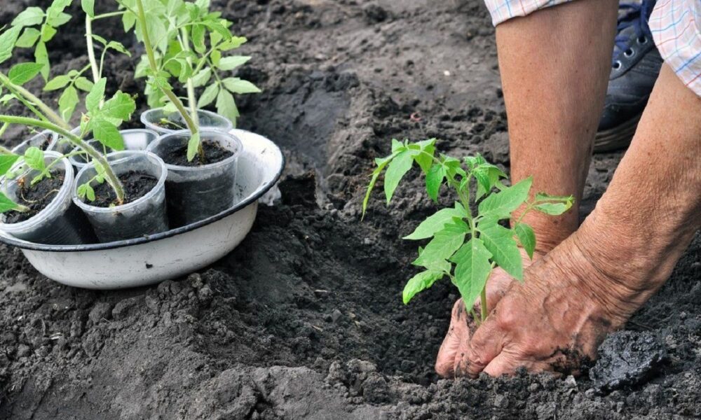 посадка рассады