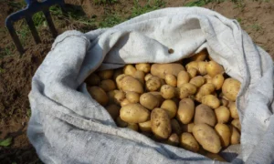 мешок картошки