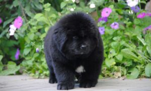 щенок ьюфаундленда