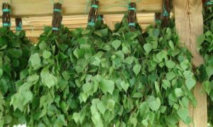 берёзовый веник