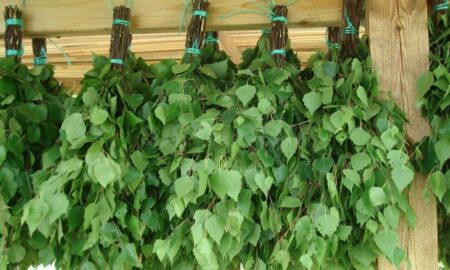 берёзовый веник