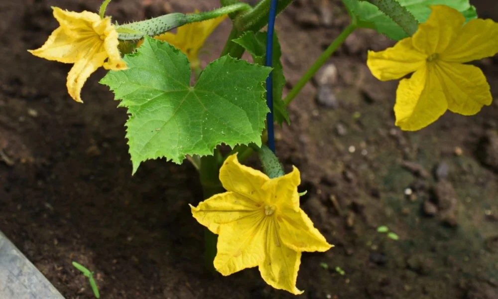 Цветок огурца