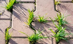 трава на плитке