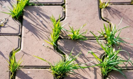 трава на плитке