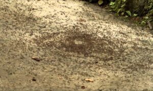 муравьиный круг