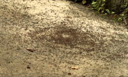 муравьиный круг